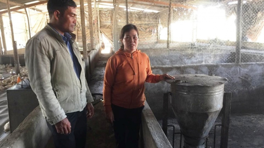 Lâm Đồng người chăn nuôi lợn gặp khó khi tái đàn sau dịch