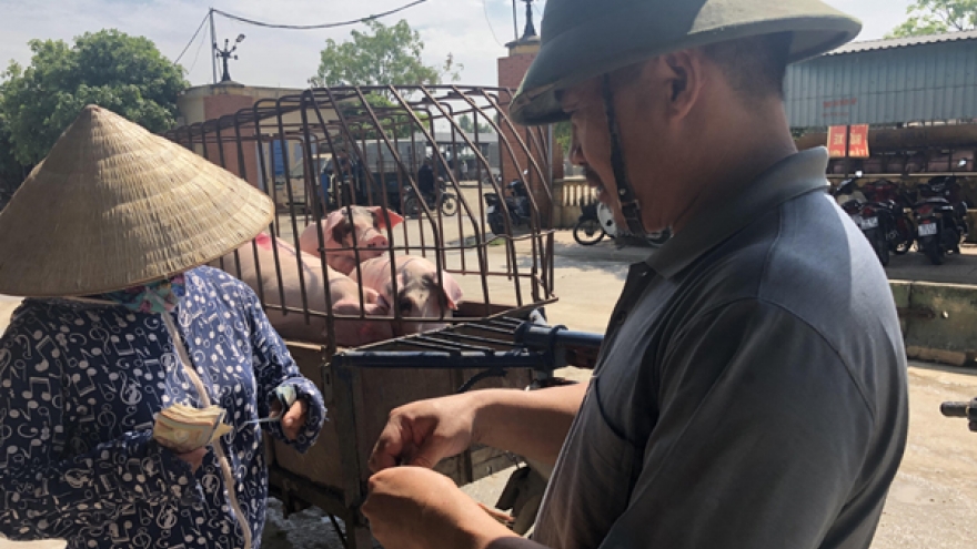 Giá lợn hơi giữ ở mức cao, thương lái lỗ nặng