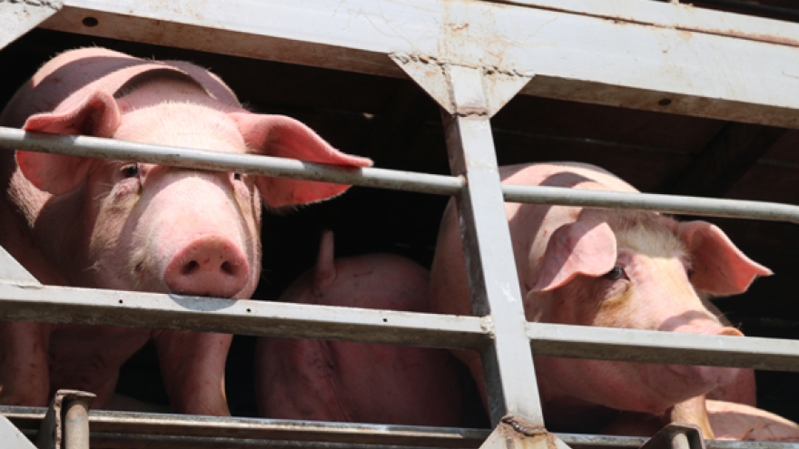 Nuôi lợn “lướt sóng” để chớp thời cơ giá lợn tăng cao