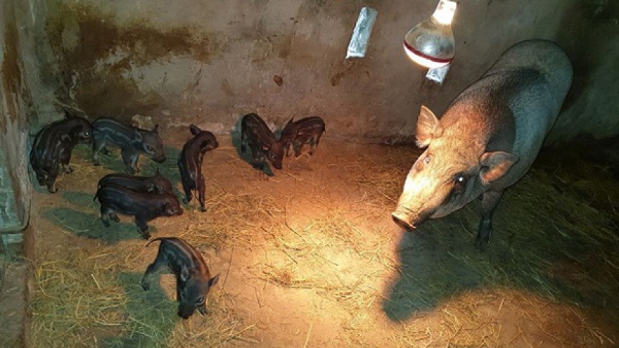 Nuôi lợn rừng “chơi”, bất ngờ lãi lớn