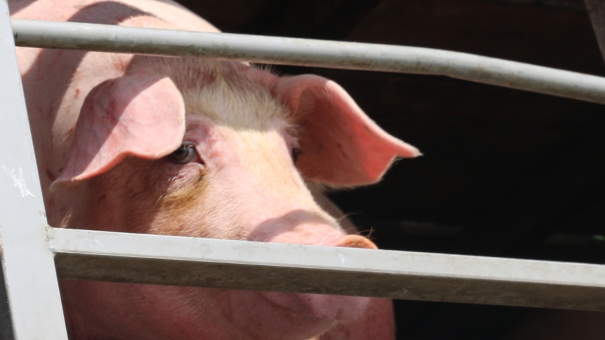 Giá lợn lên cao, “đệ nhất chợ lợn” ở Hà Nam đìu hiu, ế ẩm