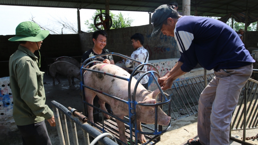 Giá lợn hơi đảo chiều giảm, các bà nội trợ chớ vội mừng!