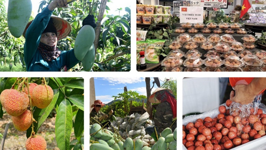 Nhiều trái ngon của Việt Nam "lọt mắt xanh” của người tiêu dùng ngoại