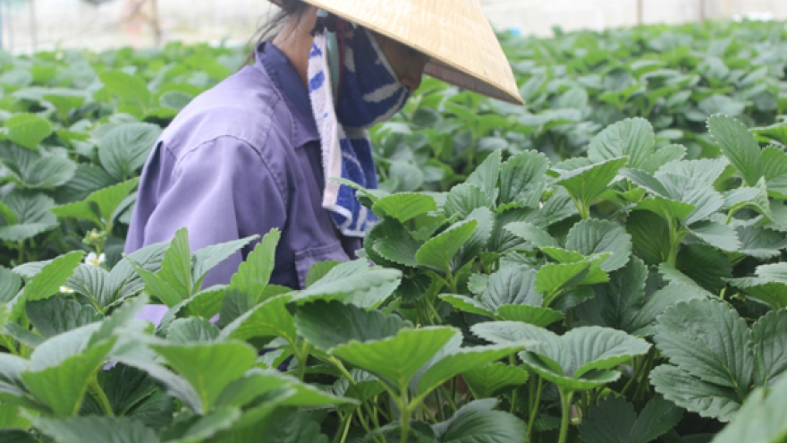 Phê duyệt Đề án phát triển nông nghiệp hữu cơ giai đoạn 2020-2030