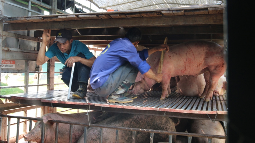 Giá lợn hơi tăng cao, lo ngại dịch tả lợn châu Phi lại bùng phát