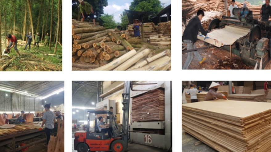 Ngành gỗ dán Việt Nam đối mặt với nhiều rủi ro sau dịch Covid-19