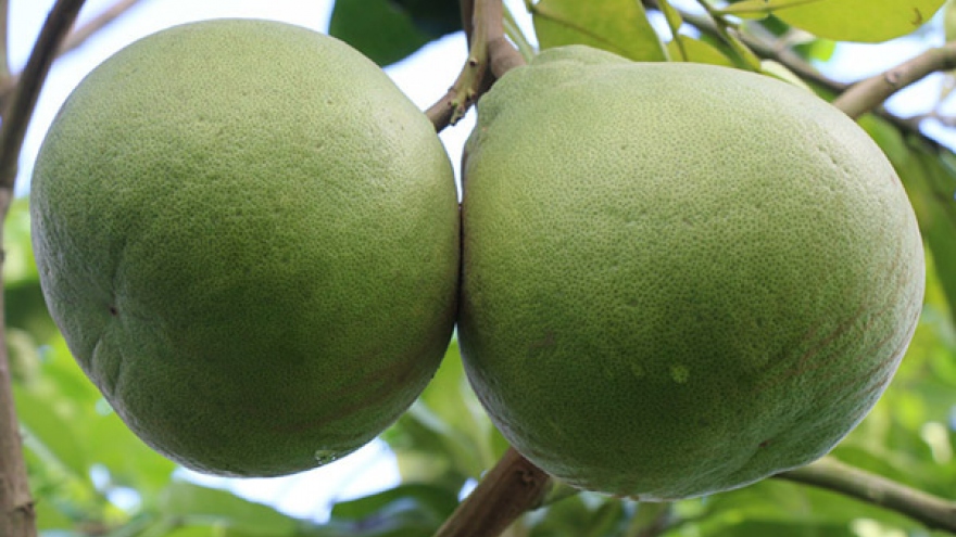 Giống bưởi lạ mang tên ruby xuất hiện ở miền Tây