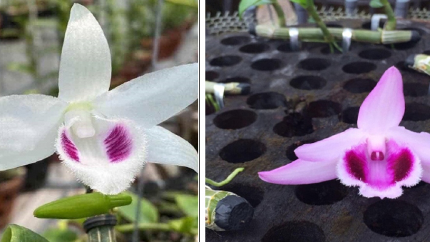 Cảnh báo người mua về “trái đắng” từ lan đột biến giá tiền tỉ