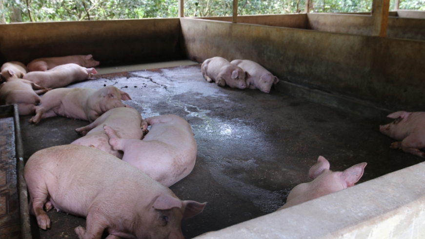 ​Giá thành chăn nuôi lợn hiện khoảng 50.000-71.000 đồng/kg