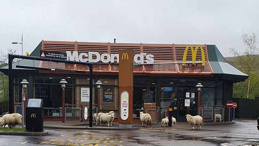 Những loài vật “âm mưu” xâm chiếm thành thị nhờ Covid-19