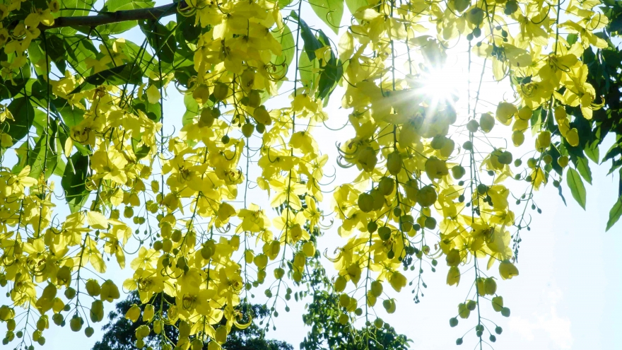 Ngắm Muồng Hoàng Yến rực vàng trên mảnh đất Điện Biên