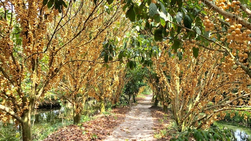 Về miền Tây giữa mùa dâu chín