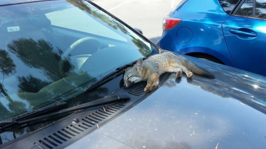 Những chú cáo hiền lành và hồn nhiên nhất trái đất