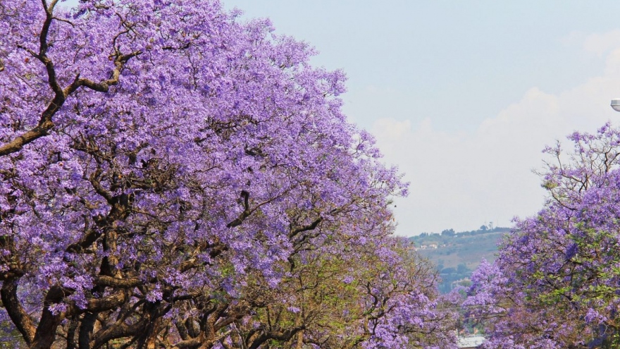 Lạc vào chốn thần tiên với mùa hoa phượng tím ở “xứ sở chuột túi“
