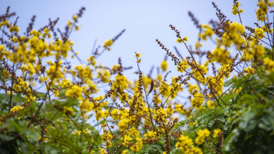 Lang thang mùa điệp vàng xứ Huế