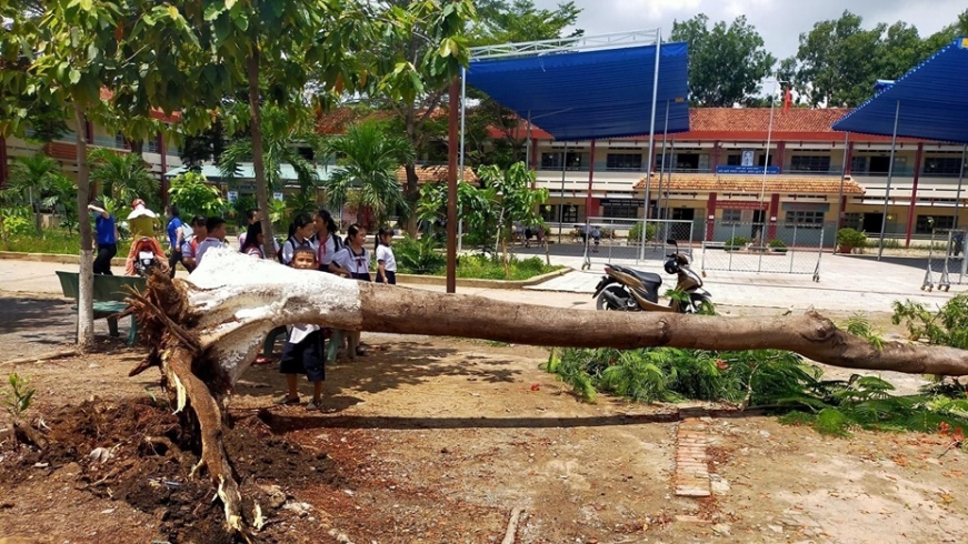 Thêm 1 vụ cây đổ trong sân trường khiến học sinh, phụ huynh hoảng sợ
