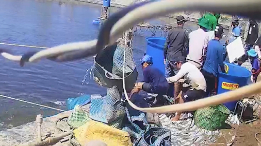 Ba người bị bắt tạm giam trong vụ dàn cảnh trộm tôm