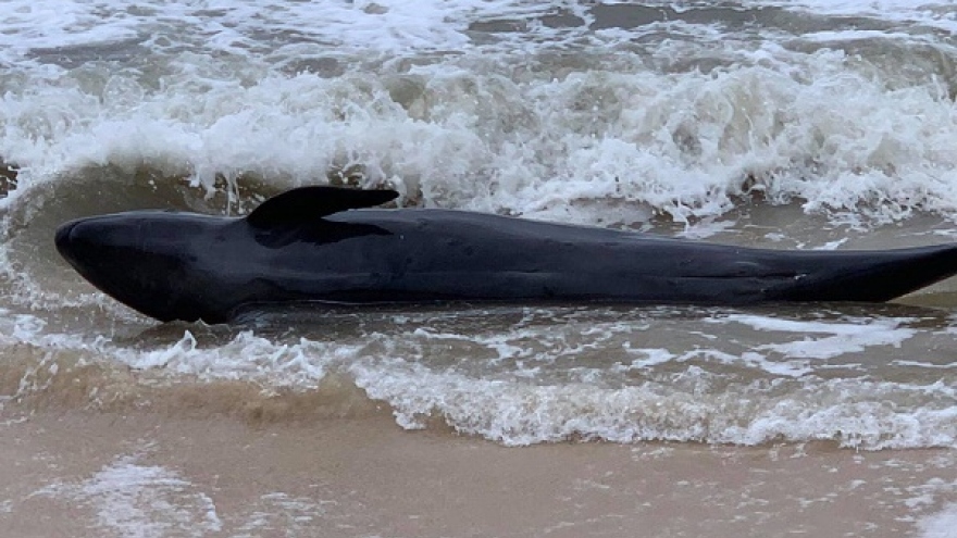 Thả cá voi xanh bị trôi dạt vào bờ trở lại biển