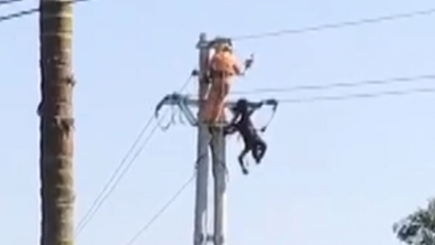 Nhân viên điện lực đang kéo dây thì bị điện giật tử vong
