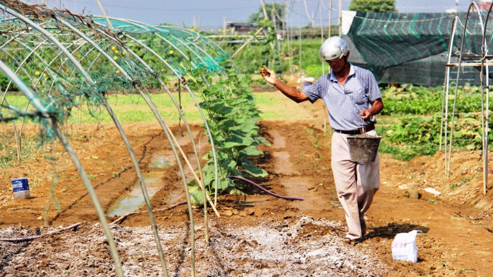 Rau chết héo vì hạn mặn ở Đà Nẵng
