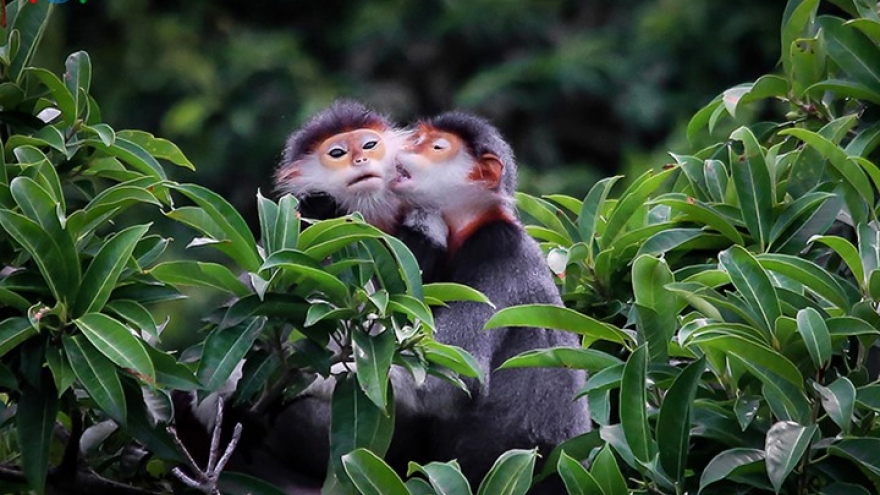 Việt Nam lọt top 16 quốc gia có tính đa dạng sinh học cao trên thế giới