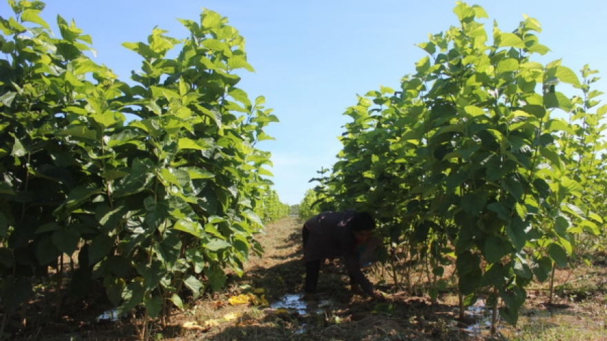 Người dân Quảng Nam thay đổi sản xuất để chống hạn