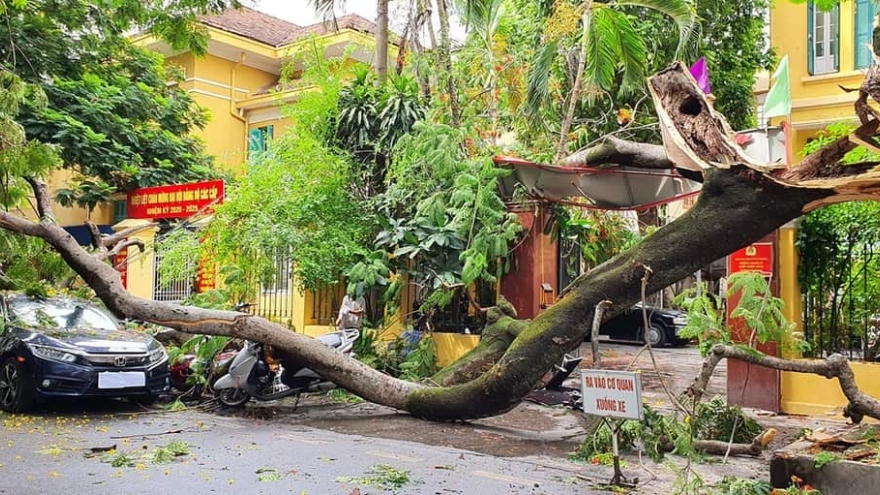 Cây phượng cổ thụ ở Hải Phòng bị gãy cành, đè bẹp ô tô và nhiều xe máy