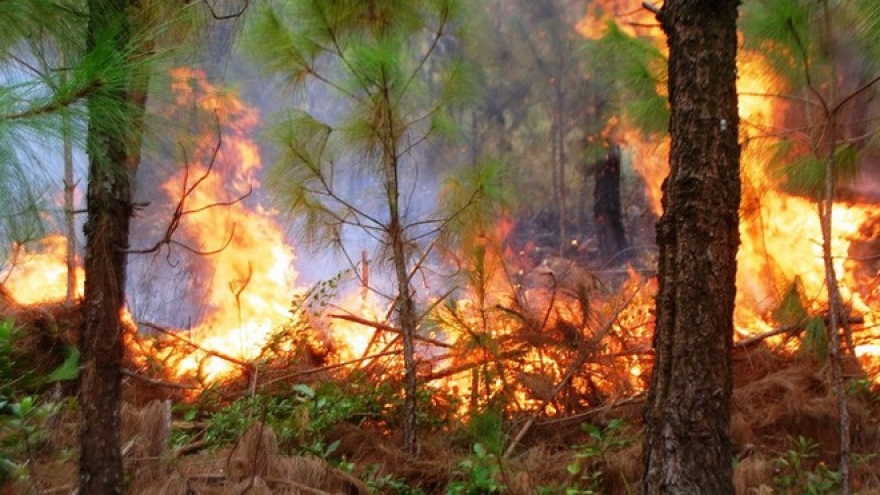 Yêu cầu kiểm điểm, làm rõ trách nhiệm trong vụ cháy 17 ha rừng