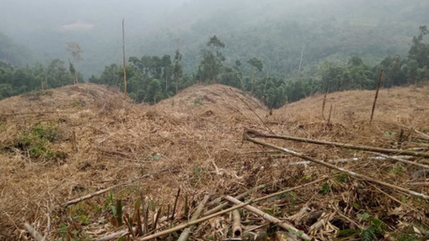 Khởi tố 10 đối tượng phá rừng ở Lào Cai