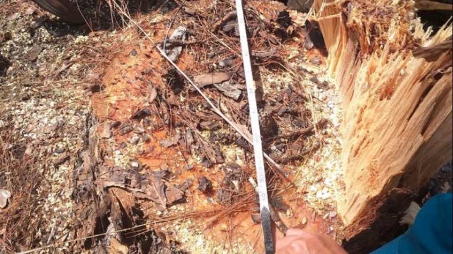 Người triệt hạ 4 cây thông ở Lâm Đồng bị xử phạt 80 triệu đồng