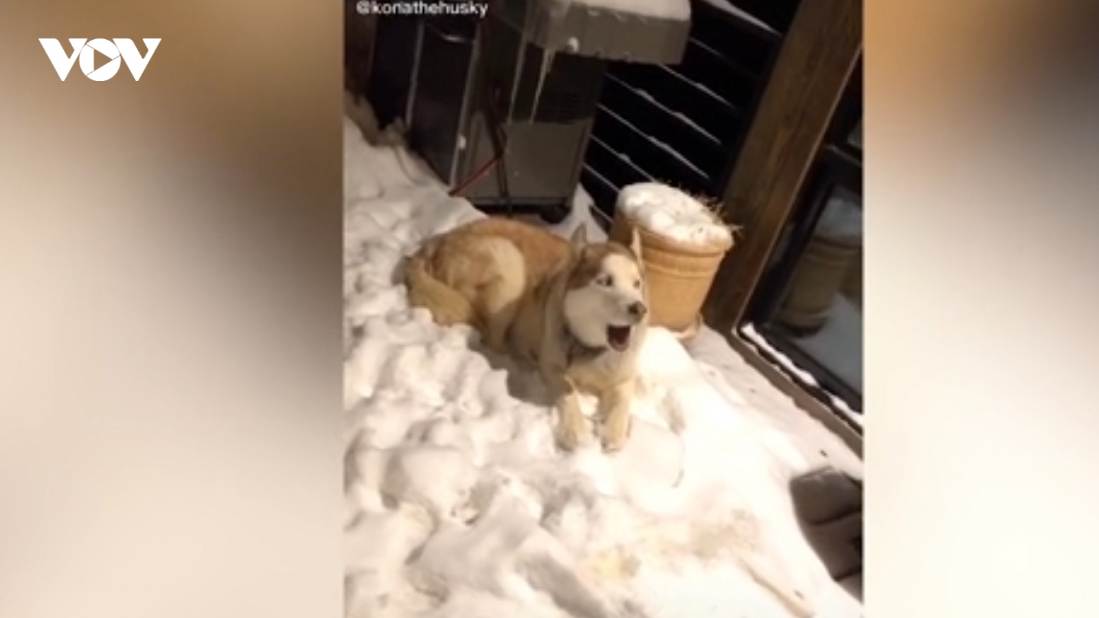 Video: Chú chó Husky giận dỗi khi được chủ nhân nhắc đã đến giờ đi ngủ