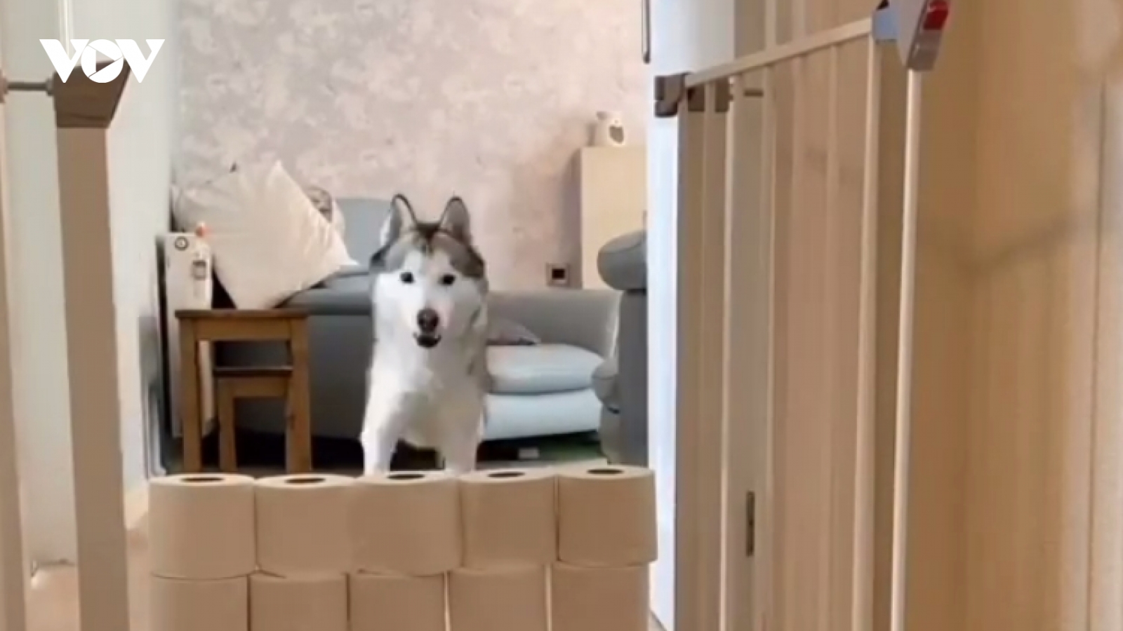Xem chú chó Husky chinh phục 6 cấp độ của “thách thức giấy vệ sinh”