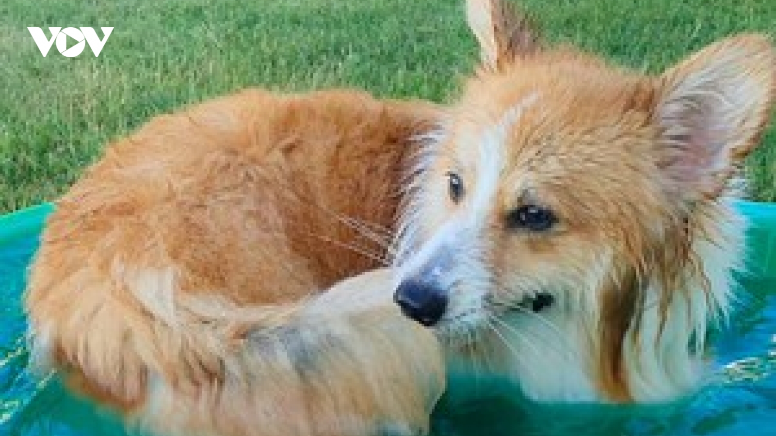 Chết cười chú chó Corgi “đuổi theo” cái đuôi của mình trong chậu tắm