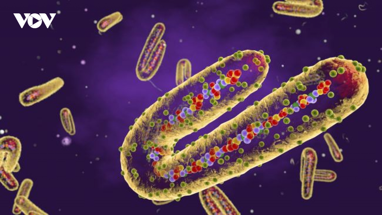 Điểm danh những virus đáng sợ trên Trái Đất