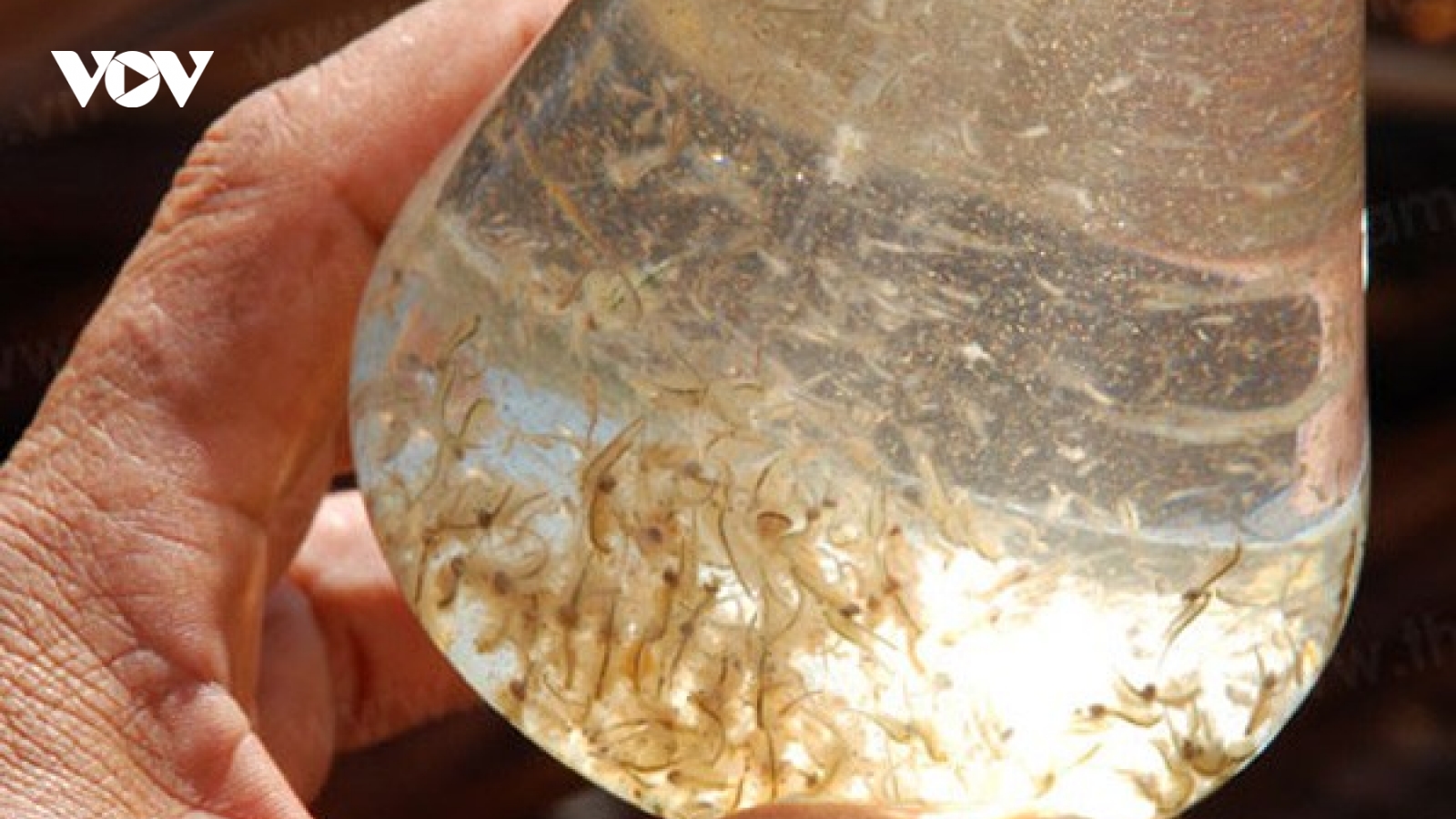 Đồng bào Khmer thu tiền tỷ từ nuôi Artemia