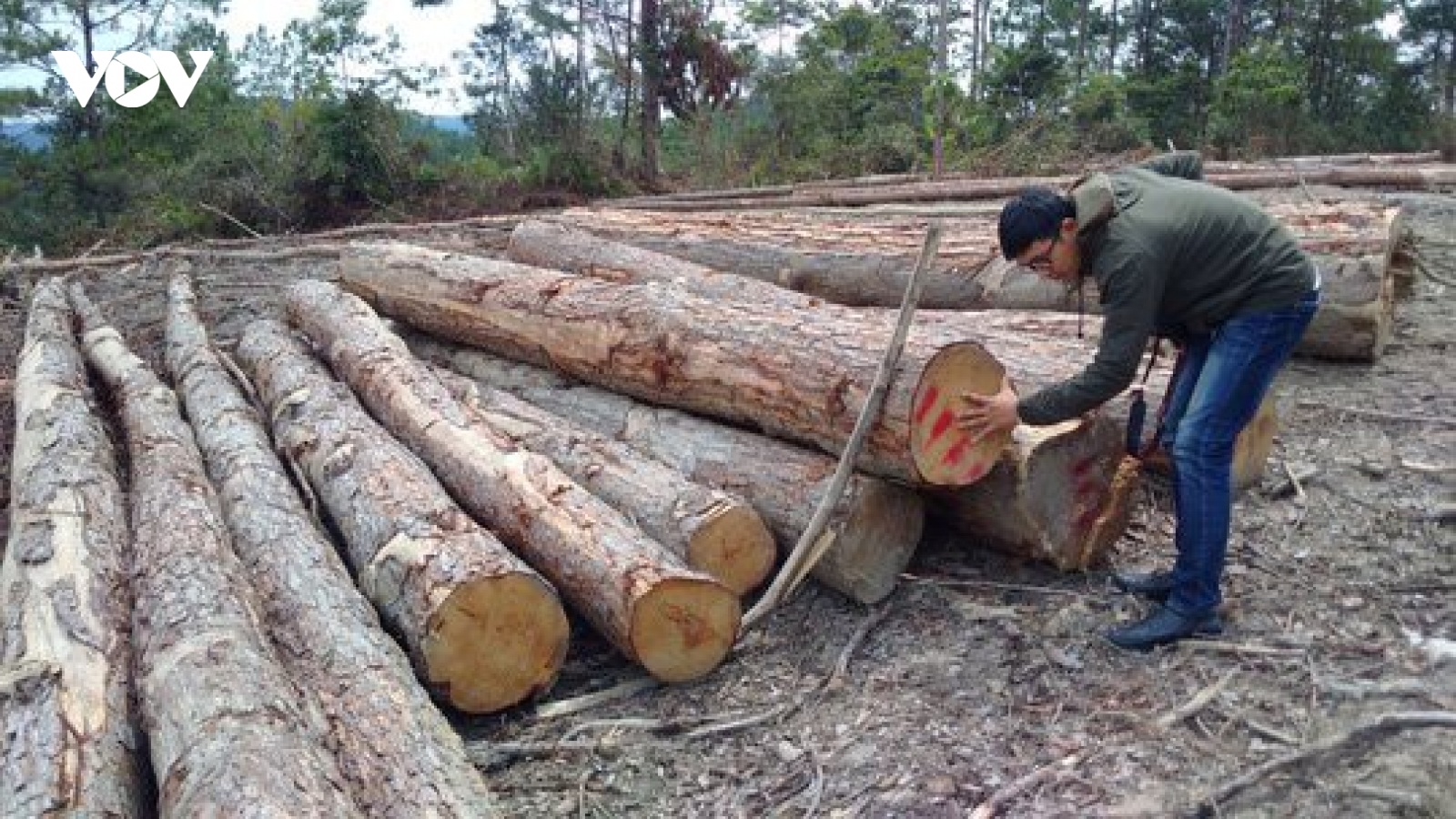 Kon Tum thành lập đoàn kiểm tra thông tin có phá rừng quy mô lớn