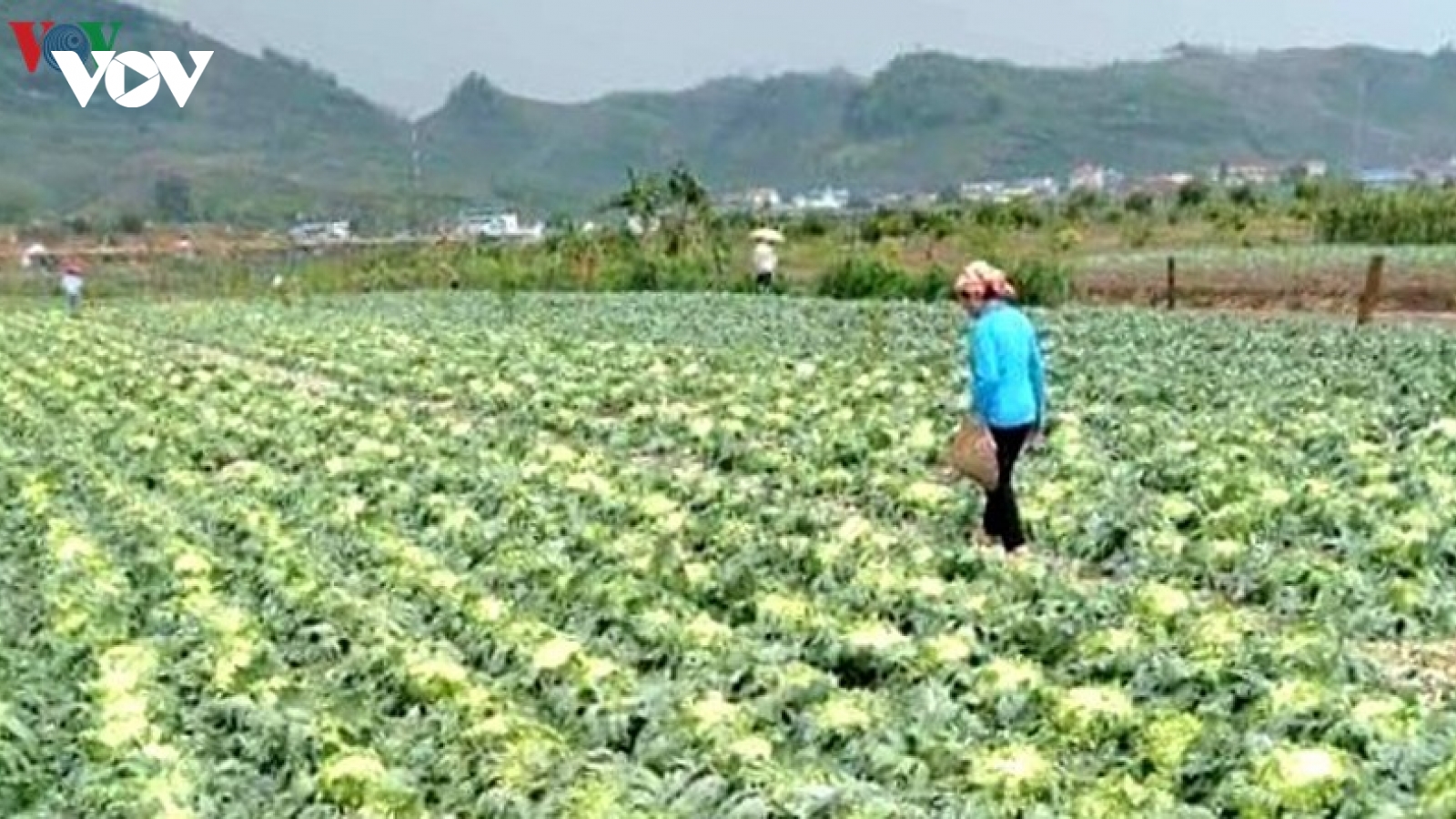 Mưa đá ở Yên Châu (Sơn La) gây thiệt hại khoảng 4,5 tỷ đồng