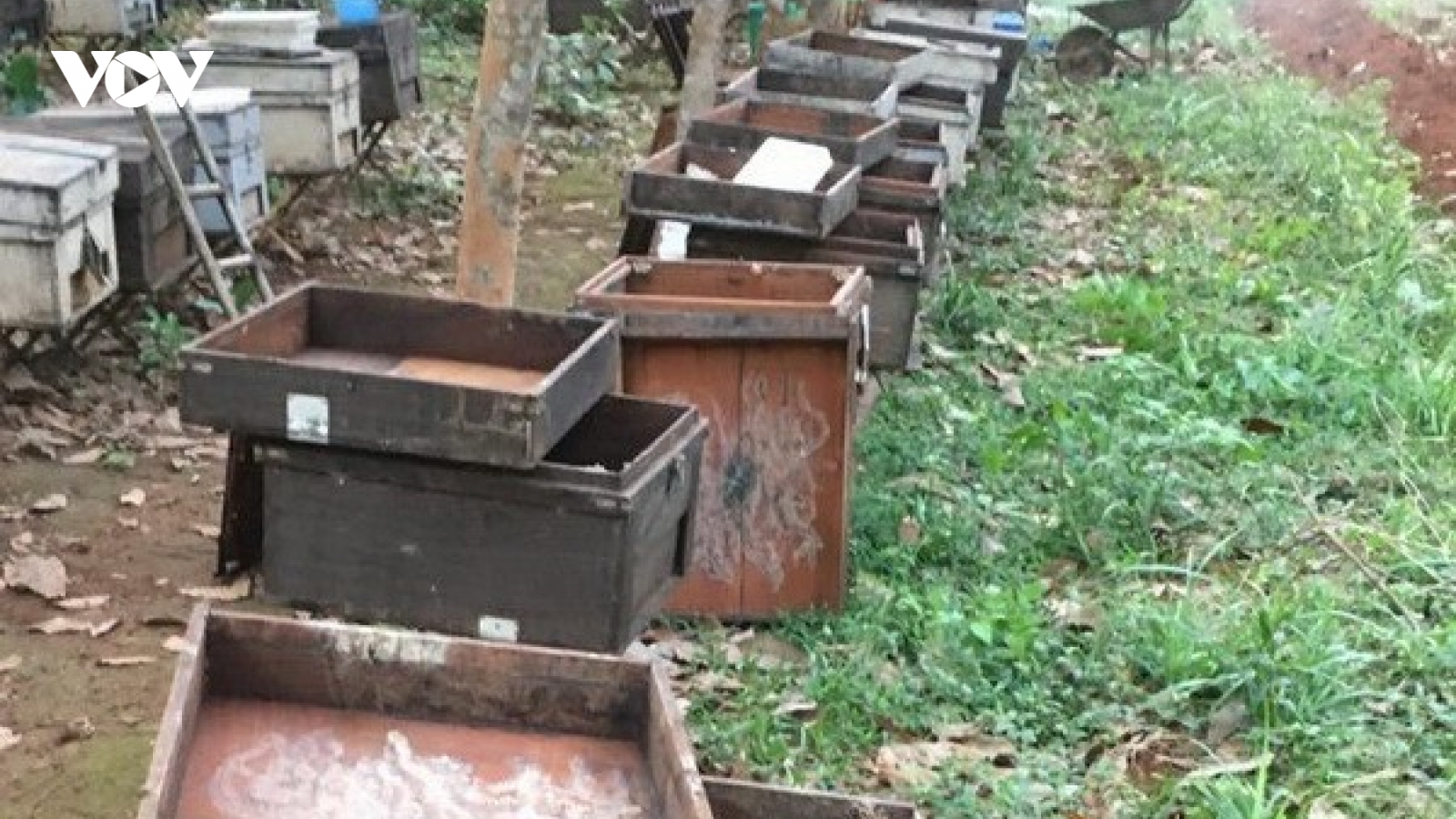 Điều tra vụ 315 thùng nuôi ong của 1 hộ nông dân nghi bị đầu độc