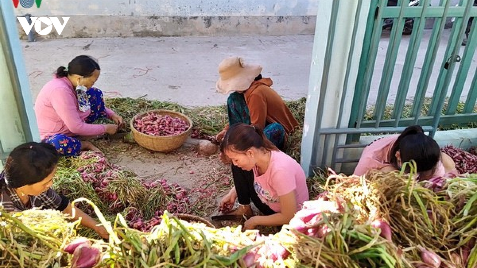 Hành được mùa, được giá giúp nông dân Lý Sơn tăng thu nhập 