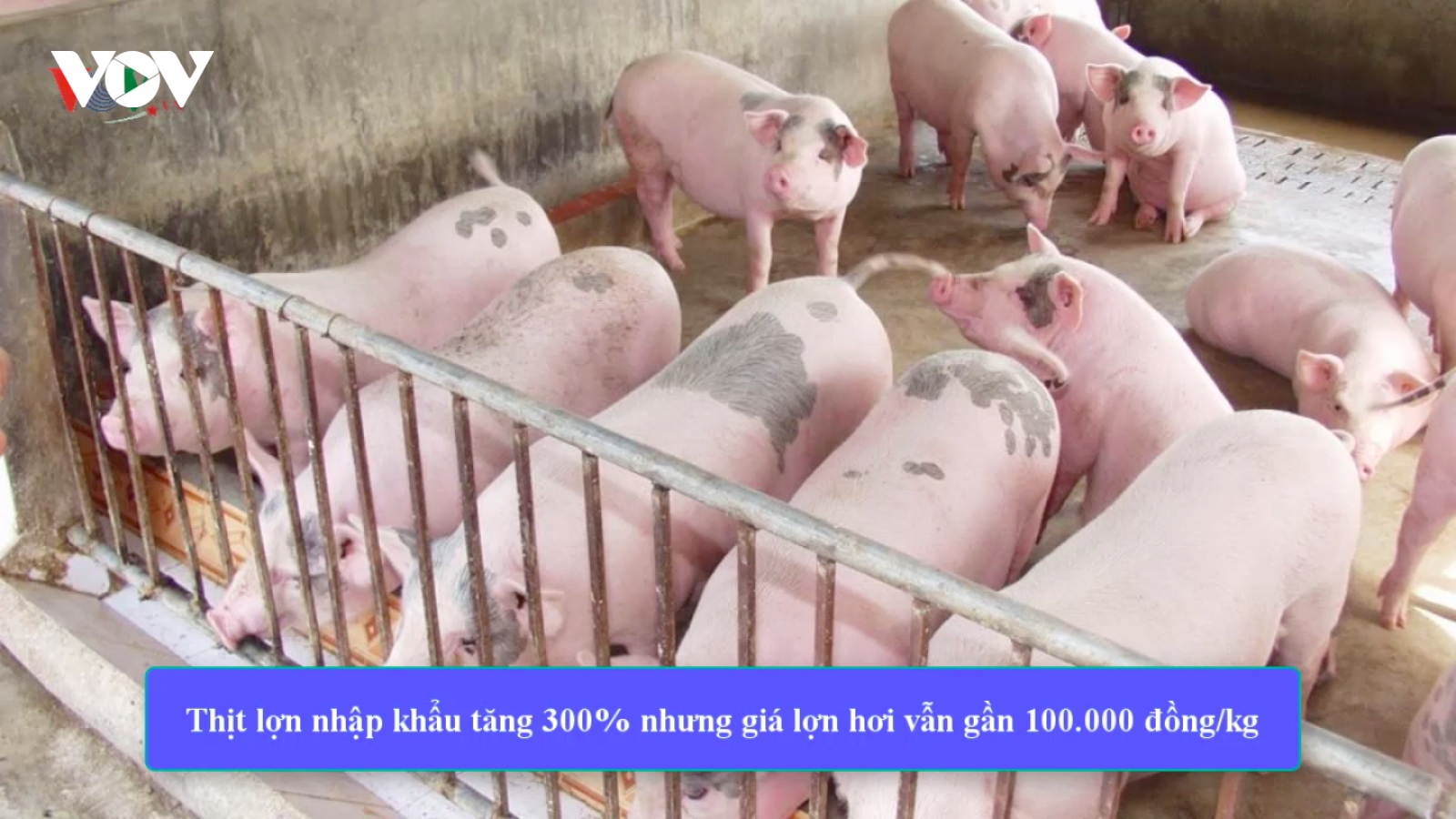 Thịt lợn nhập khẩu tăng 300%, giá lợn hơi vẫn tiến sát 100.000 đồng/kg