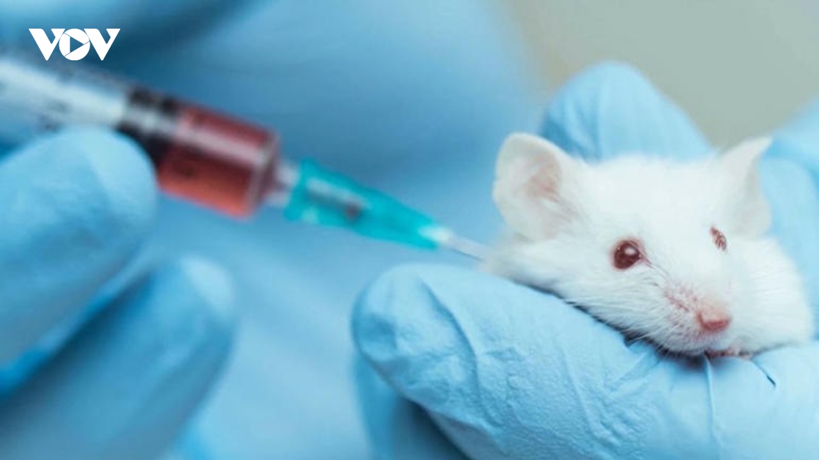 Thái Lan chuẩn bị thử nghiệm vaccine ngừa Covid-19 trên khỉ