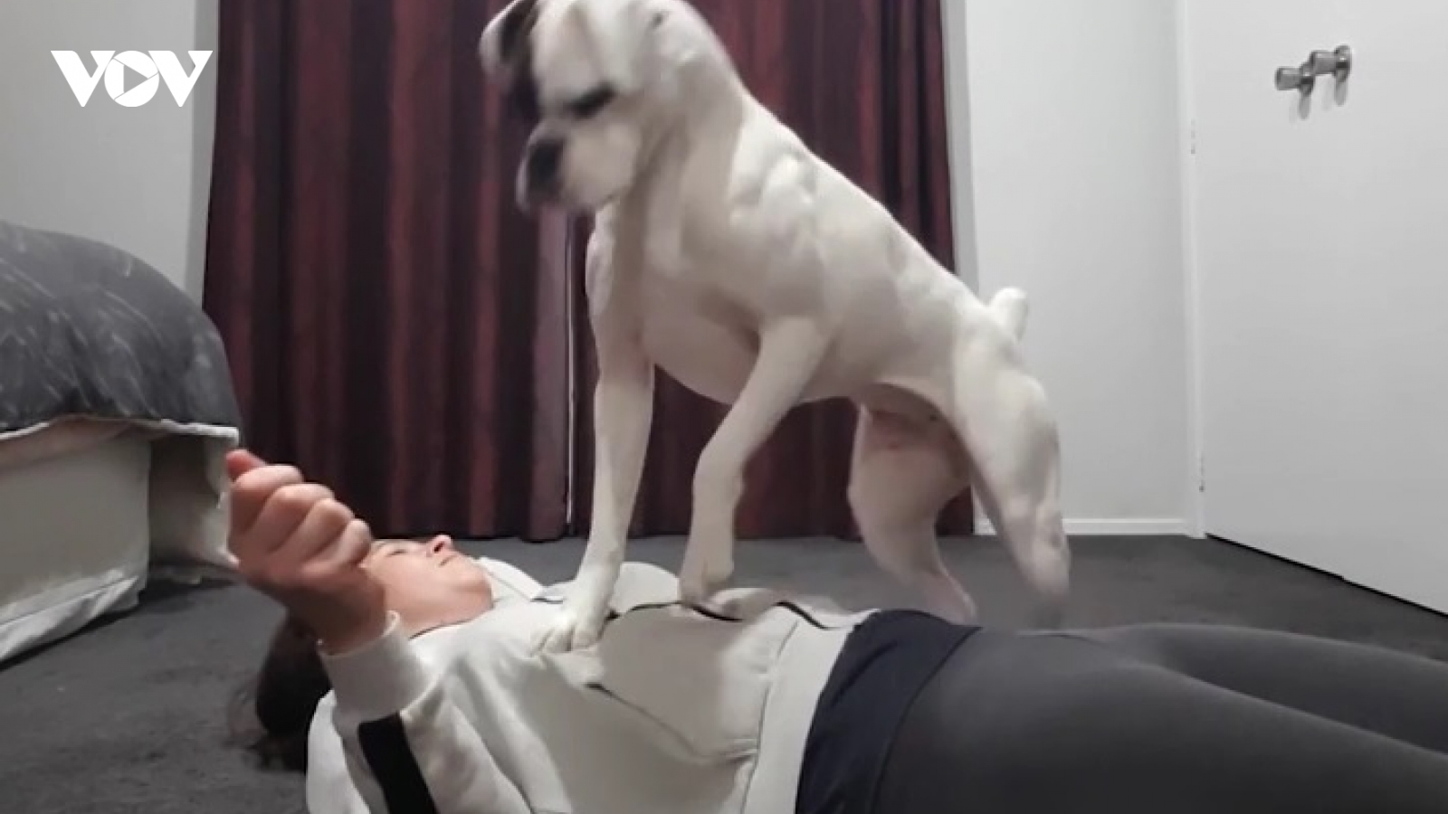 Chó boxer trình diễn kỹ năng hô hấp nhân tạo cho người phụ nữ trẻ
