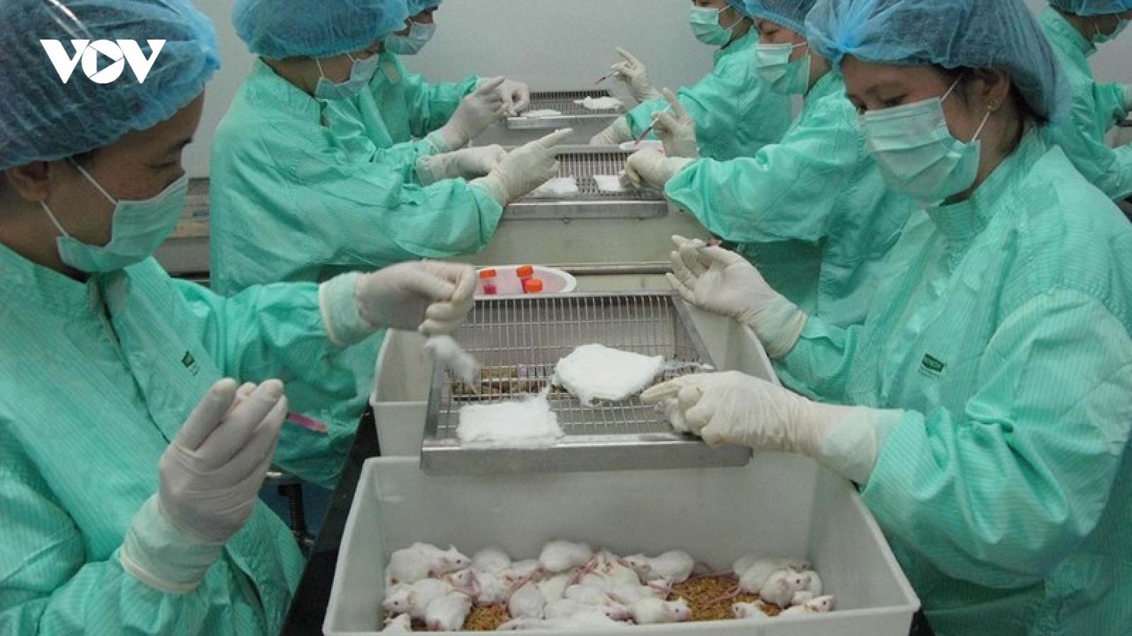 Chuột thí nghiệm khỏe mạnh sau 10 ngày tiêm vaccine ngừa Covid-19