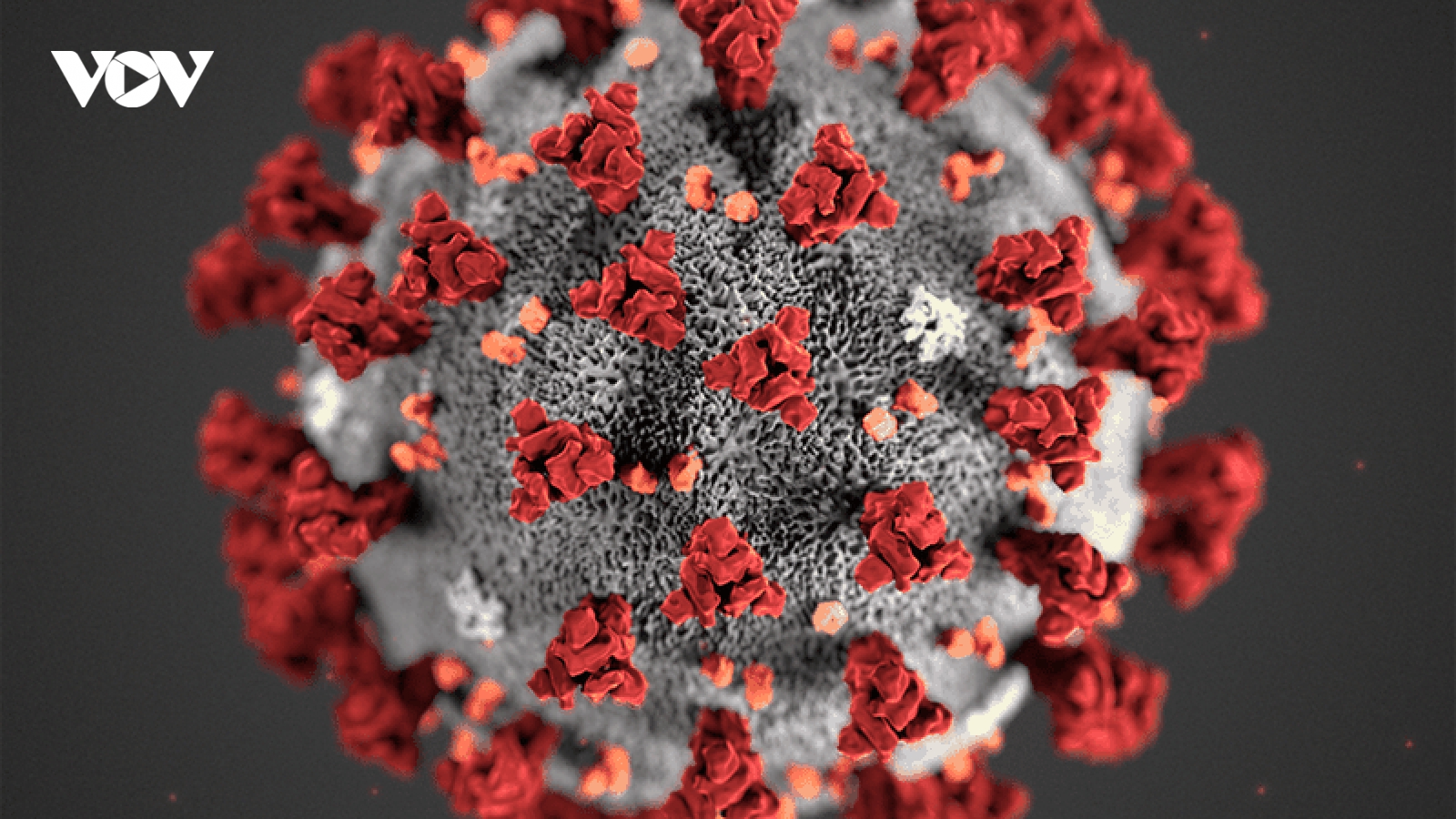SARS-CoV-2 tạo thành từ sự tái tổ hợp giữa virus trên dơi và tê tê?