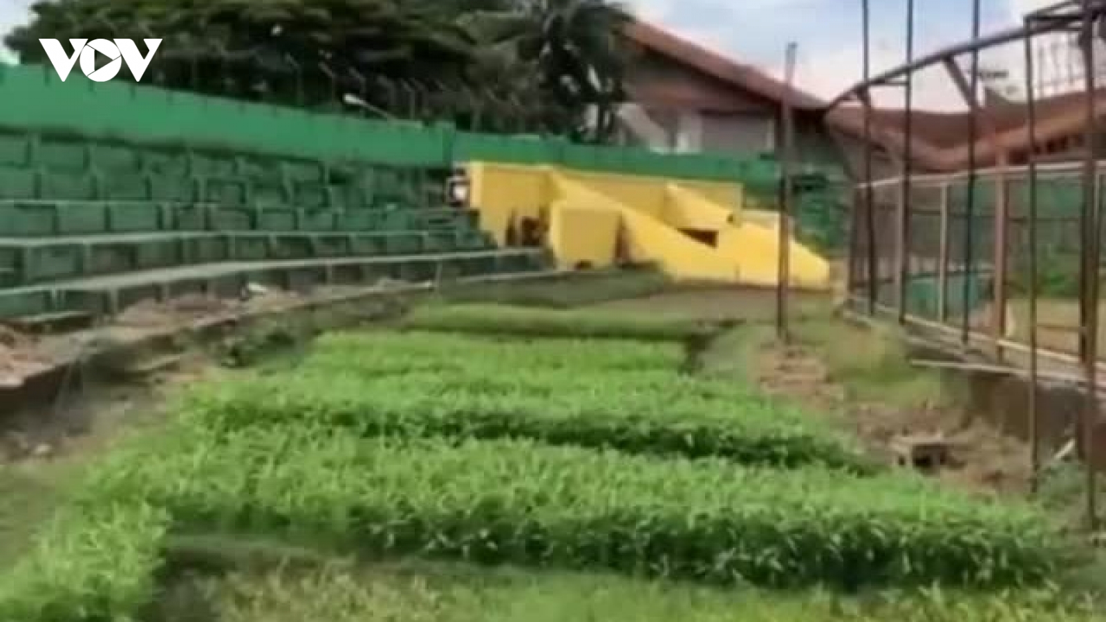 Chuyện lạ: Sân bóng ở Indonesia biến thành vườn rau mùa dịch Covid-19