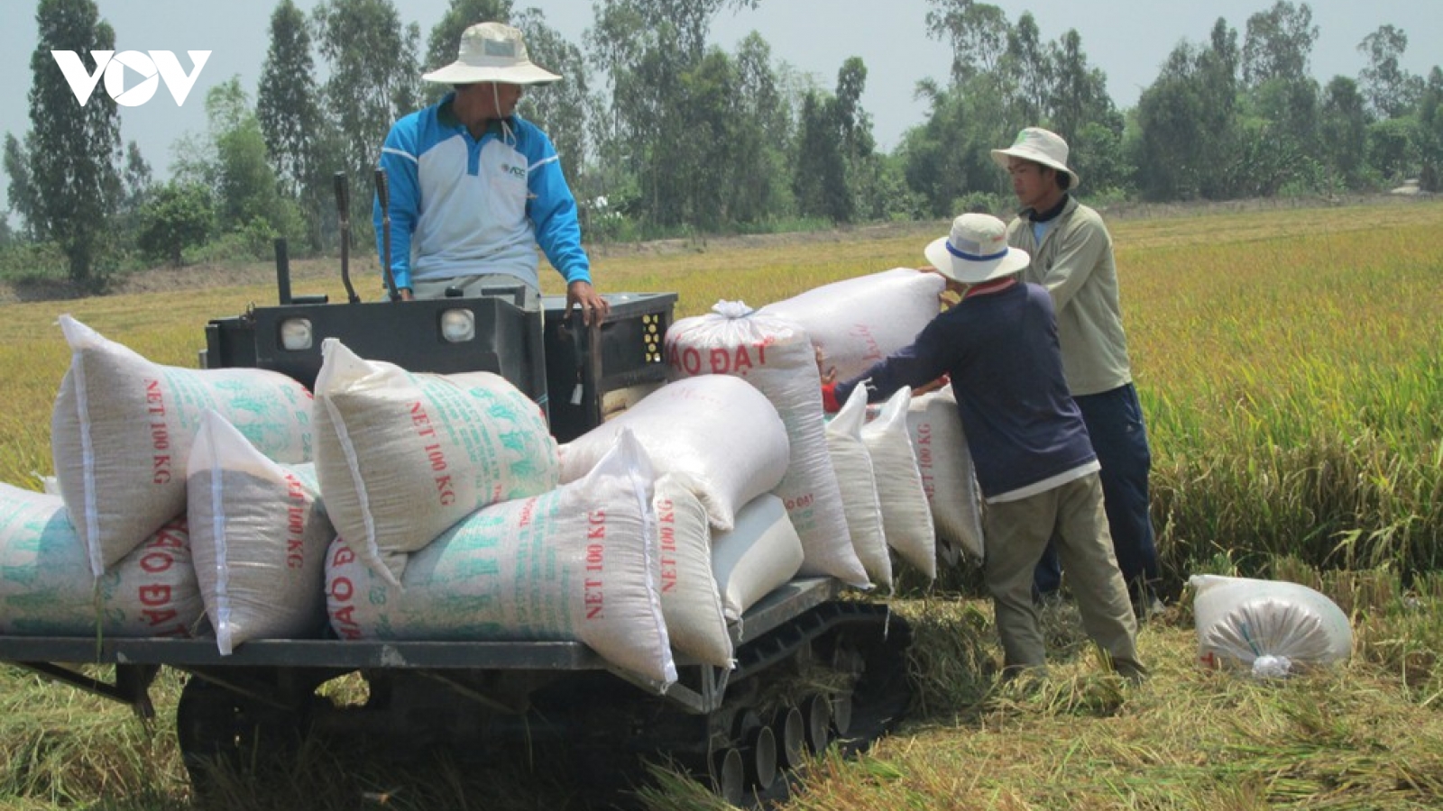 Giá lúa tăng cao, doanh nghiệp ngại thu mua
