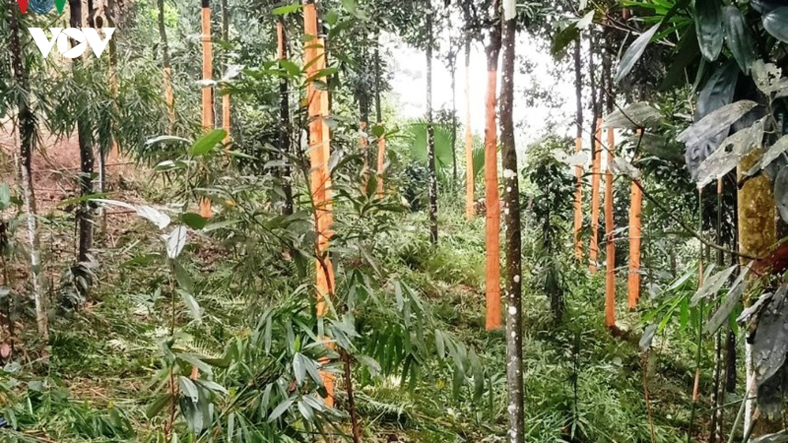 Hàng chục cây quế bị kẻ gian lột sạch vỏ khiến người dân bức xúc