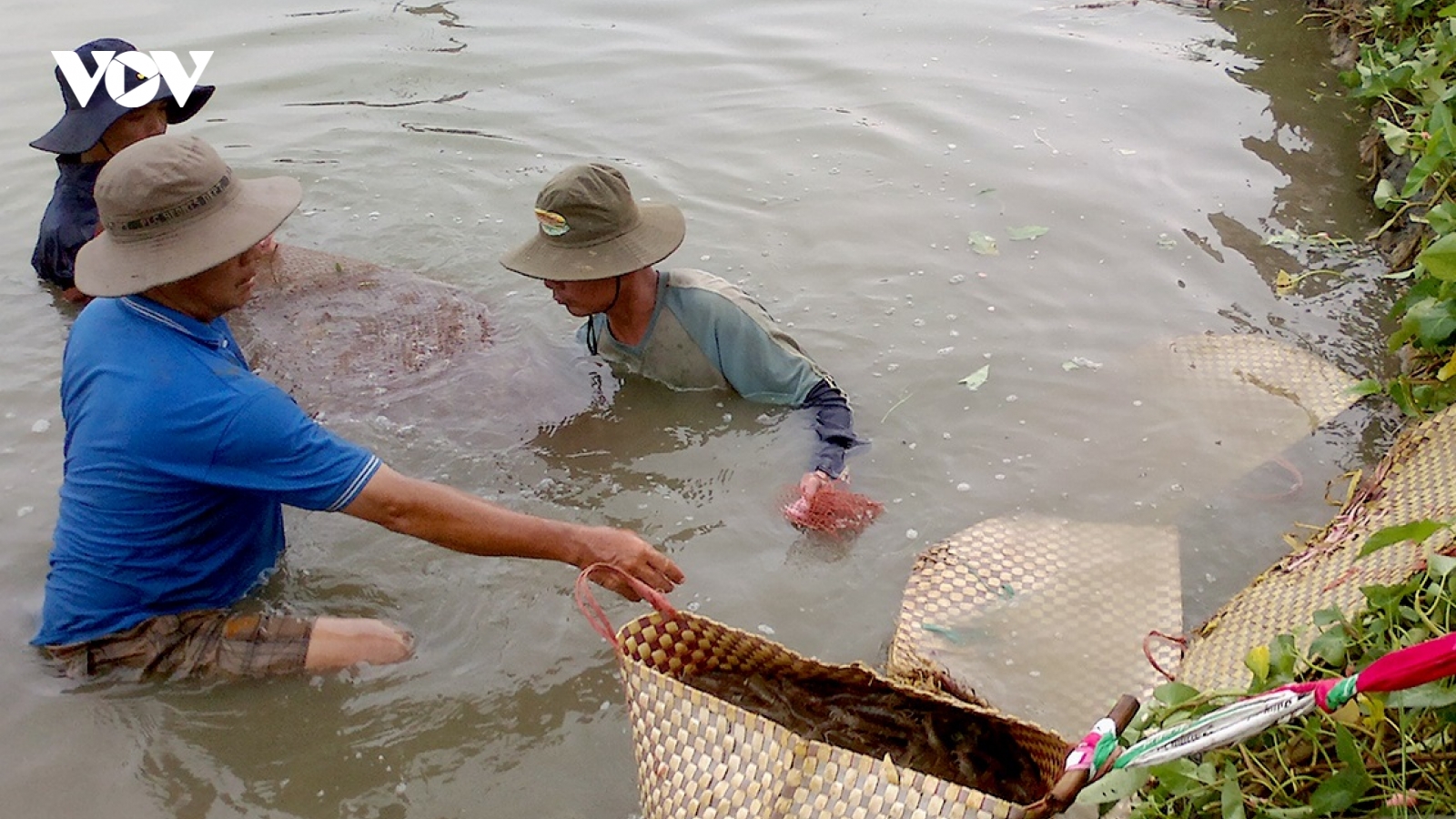 Nắng nóng kéo dài, gây thiệt hại hàng triệu con tôm giống
