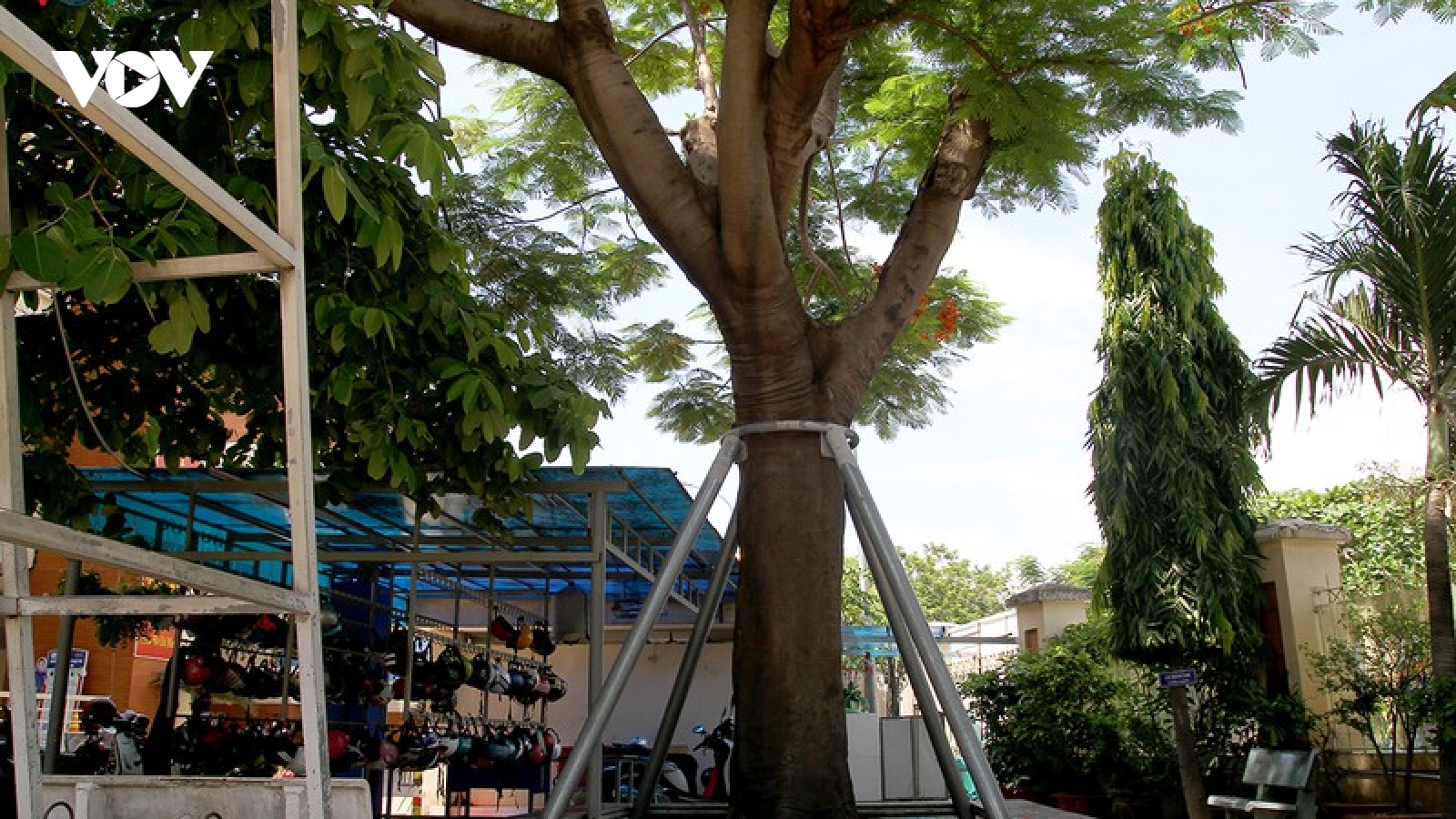 Cây xanh tại trường học ở TPHCM chưa được cắt tỉa đúng kỹ thuật