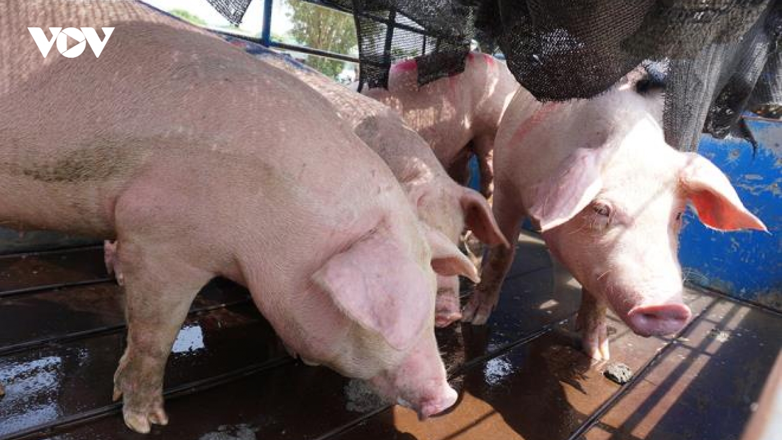 Giá lợn hạ nhiệt: Dân buôn, tiểu thương mong thoát lỗ